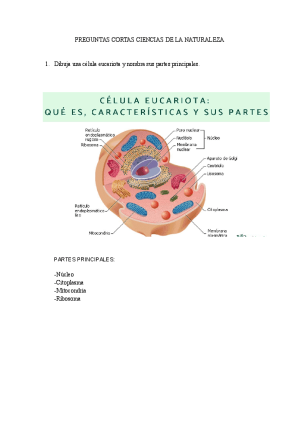 Miniatura del documento PREGUNTAS-CORTAS-NATURALES.pdf