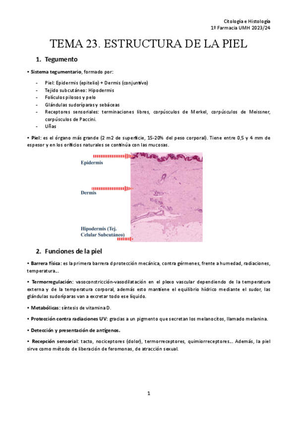 Miniatura del documento TEMA-23.-ESTRUCTURA-DE-LA-PIEL.pdf