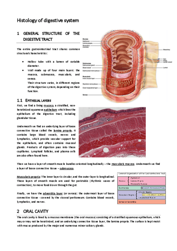Miniatura del documento Histology-of-the-digestive-system.pdf