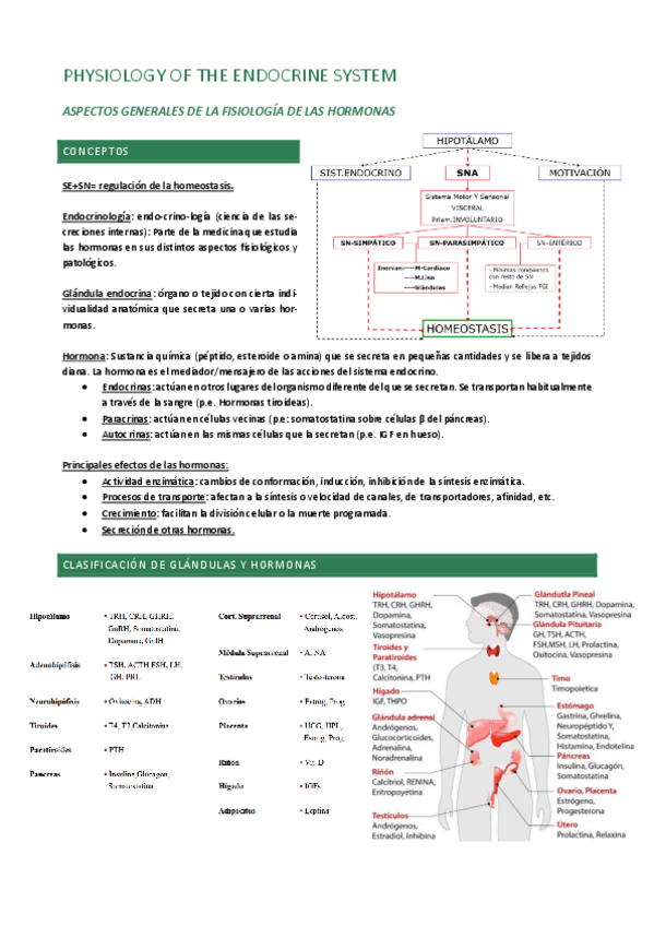 Miniatura del documento Physiology-of-the-endocrine-system.pdf