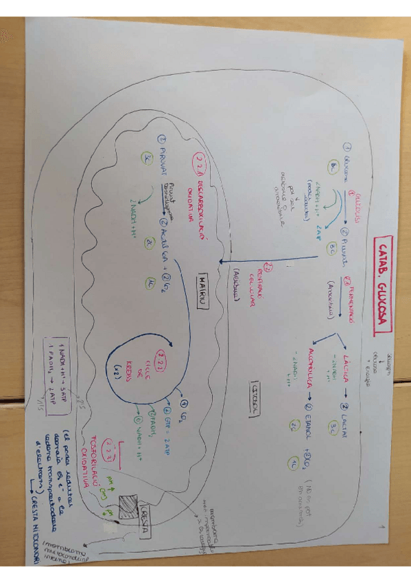 Miniatura del documento RESUM-T9-Metabolisme-glucidic.pdf