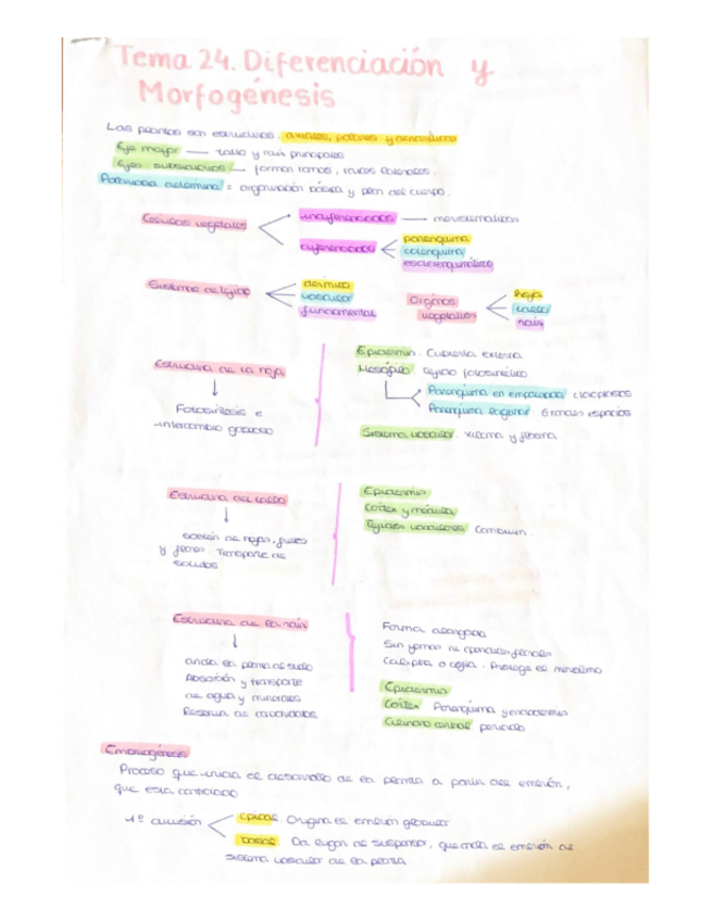 Miniatura del documento Tema-24.-Diferenciacion-y-morfogenesis.pdf
