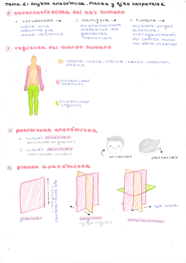 Miniatura del documento esplacnologia.pdf