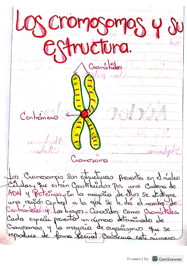 Miniatura del documento Los-cromosomas-y-su-estructura.pdf