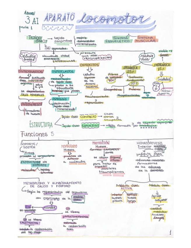 Miniatura del documento RA-3.-AI-Aparato-locomotor.pdf