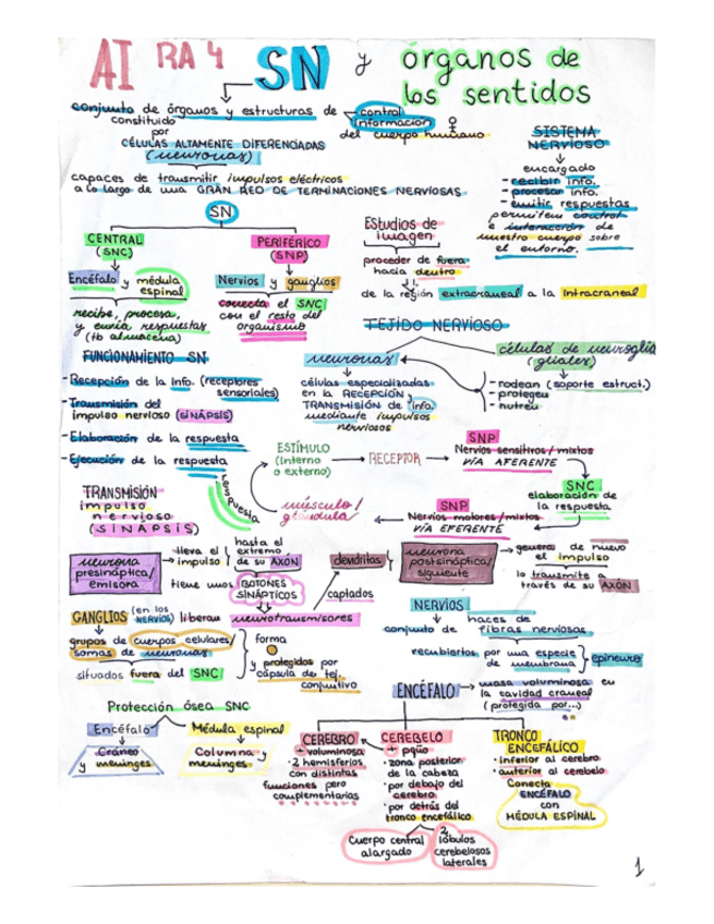 Miniatura del documento RA-4.-AI-Sistema-nervioso.pdf