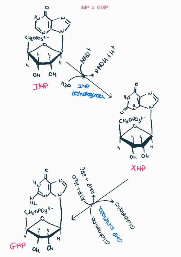 Miniatura del documento Ruta-IMP-a-GMP.pdf