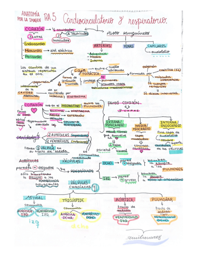 Miniatura del documento Aparato-cardiocirculatorio-RA-5-AI.pdf
