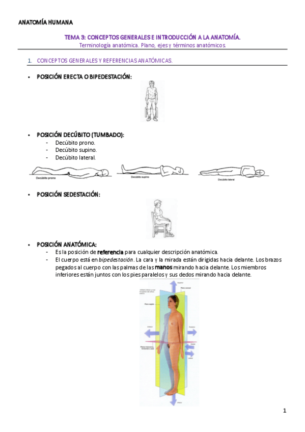 Miniatura del documento TEMA-3-ANATOMIA-HUMANA.pdf