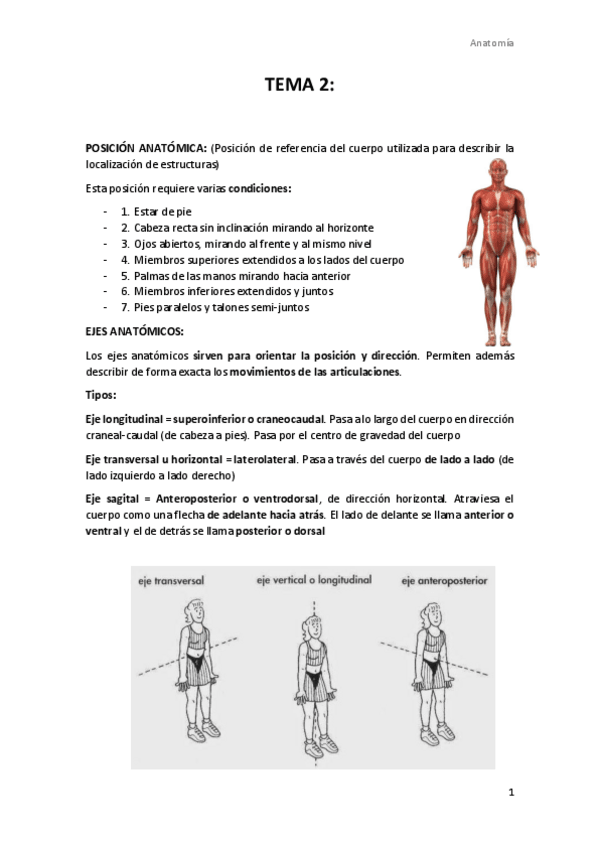 Miniatura del documento Apuntes-Tema-2-anatomia.pdf