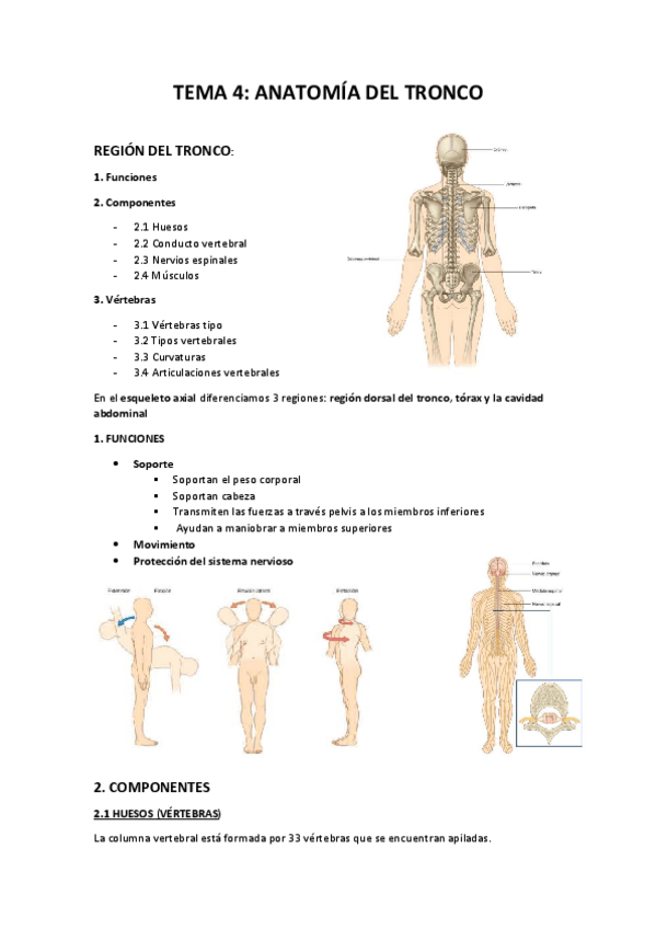 Miniatura del documento Apuntes-Tema-4-anatomia.pdf