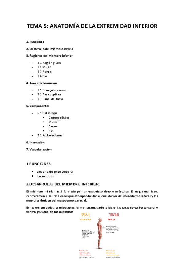 Miniatura del documento Apuntes-Tema-5-anatomia.pdf