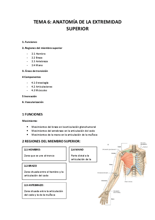 Miniatura del documento Apuntes-Tema-6-anatomia.pdf