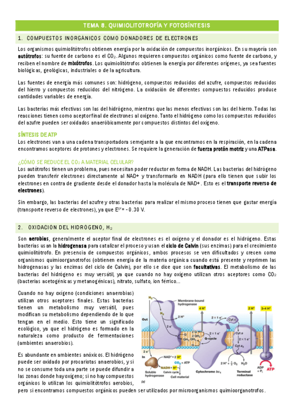 Miniatura del documento TEMA-8.-Quimiolitotrofia-y-fototrofia.pdf