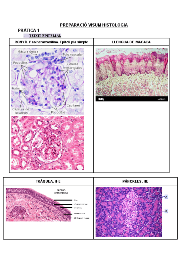 Miniatura del documento PREPARACIO-VISUM-HISTOLOGIA..pdf