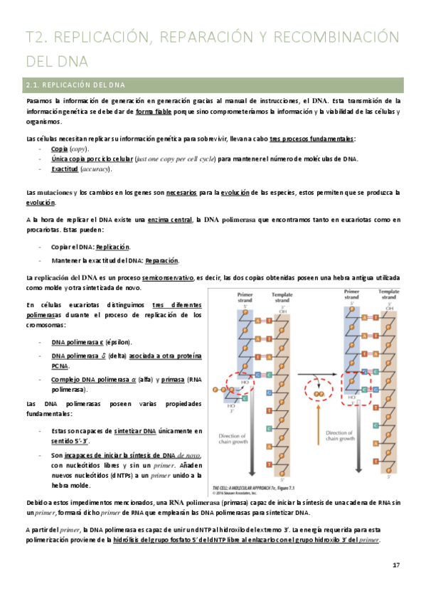 Miniatura del documento T2.-Replicacion-reparacion-y-recombinacion-del-DNA.pdf