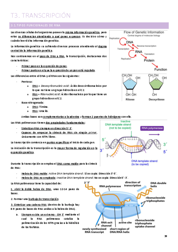 Miniatura del documento T3.-Transcripcion.pdf