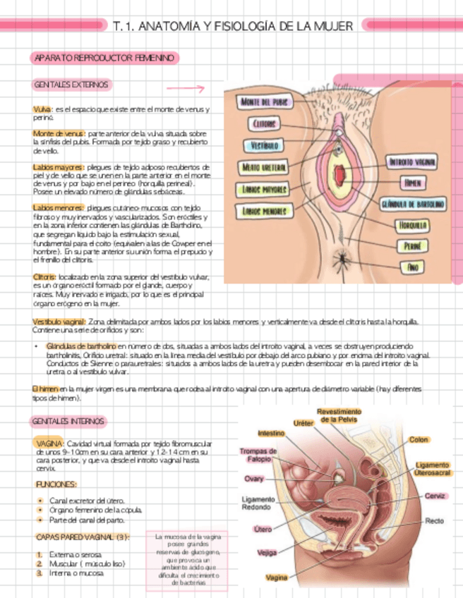 Miniatura del documento T1-ANATOMIA-DE-LA-MUJER.pdf