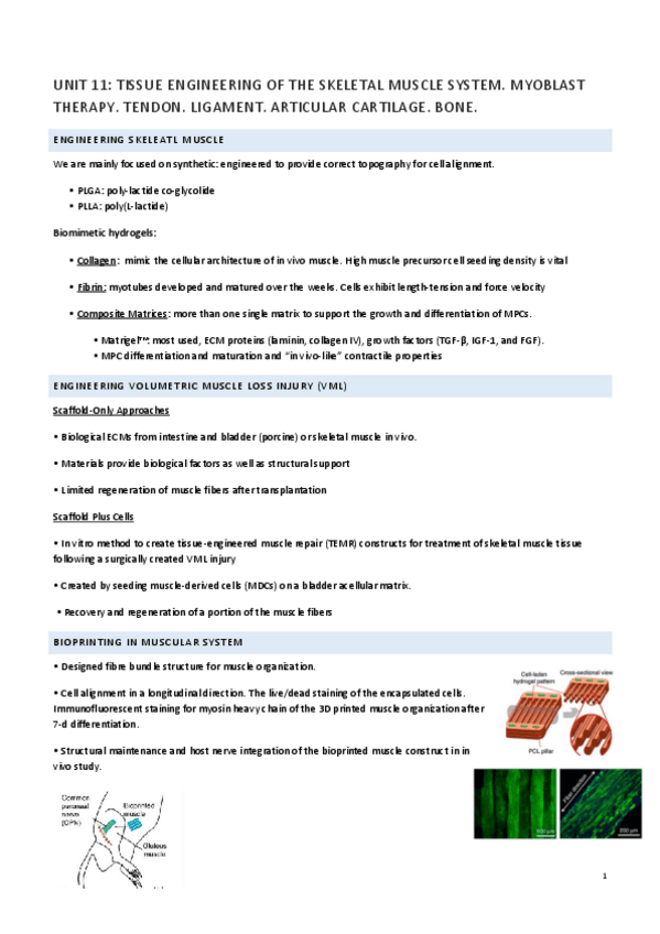 Miniatura del documento Apuntes-Tissue-Part-II.pdf