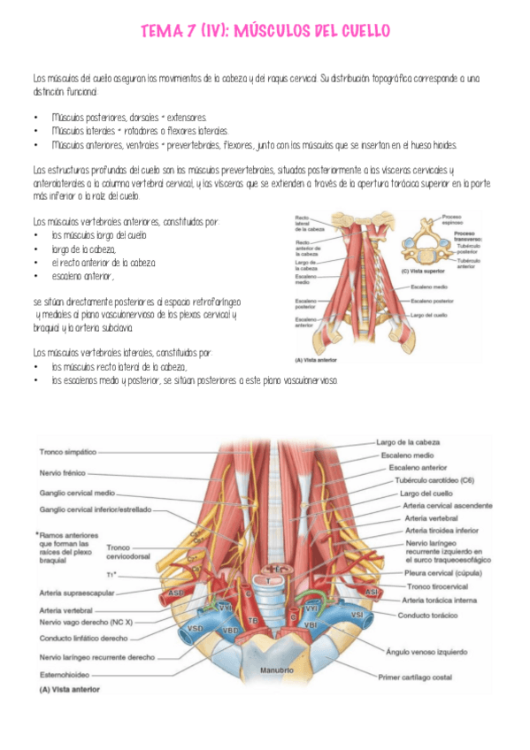 Miniatura del documento APUNTES-ANATOMIA-P3.pdf