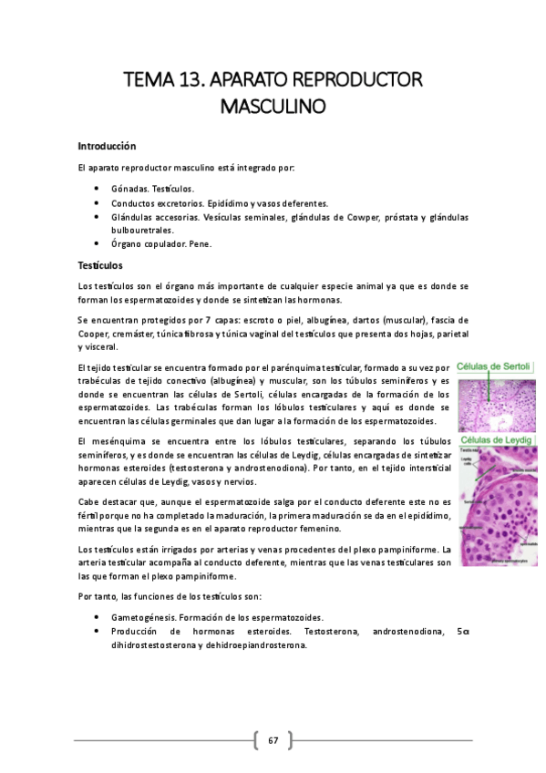 Miniatura del documento TEMA-13.pdf