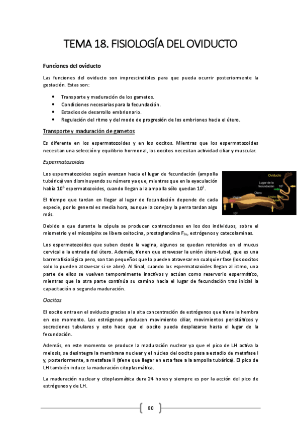 Miniatura del documento TEMA-18.pdf
