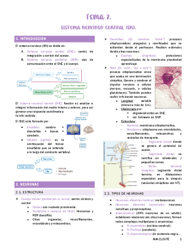 Miniatura del documento Tema-7-Histologia.pdf