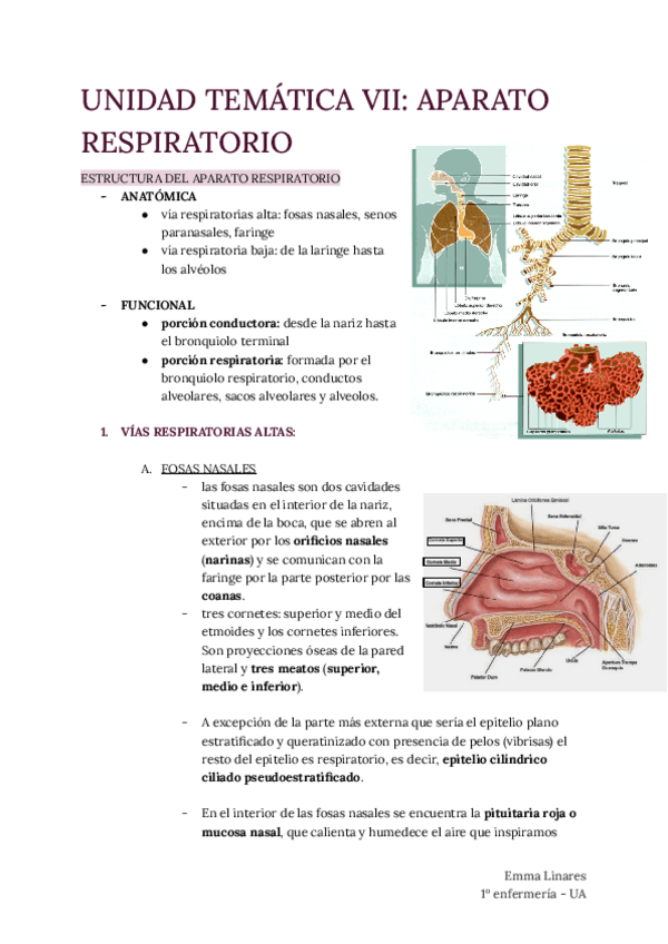 Miniatura del documento TEMA-7-Aparato-Respiratorio.pdf