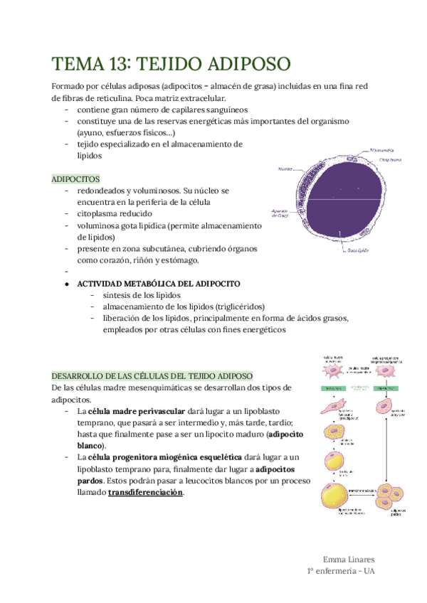 Miniatura del documento TEMA-13.pdf