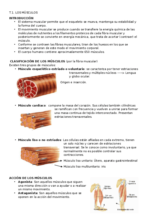 Miniatura del documento T1 MÚSCULOS.docx
