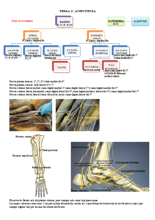 Miniatura del documento TEMA-8-ANESTESIA.pdf