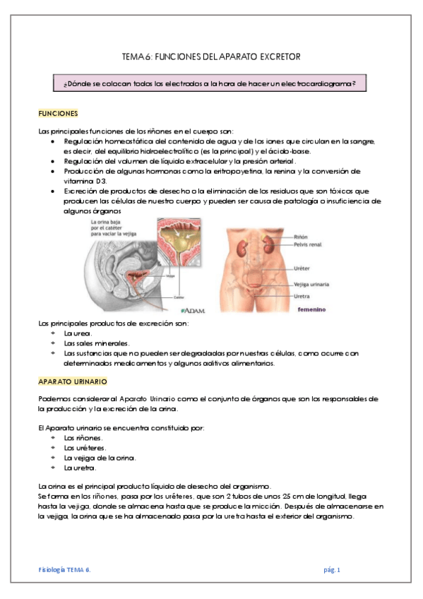 Miniatura del documento TEMA-6-FUNCIONES-DEL-APARATO-EXCRETOR.pdf