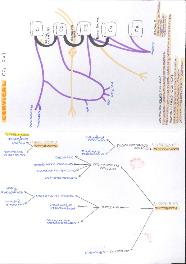 Miniatura del documento resumen-plexos-e-irrigacion.pdf