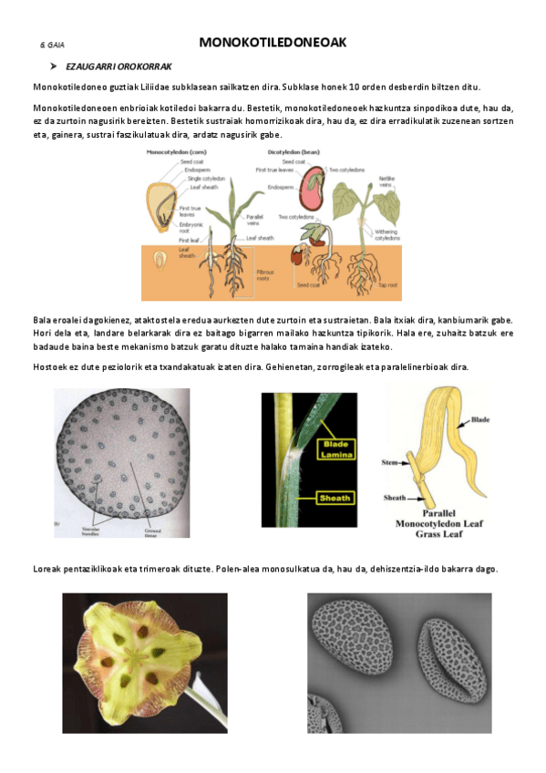 Miniatura del documento 6.-Monokotiledoneoak.pdf