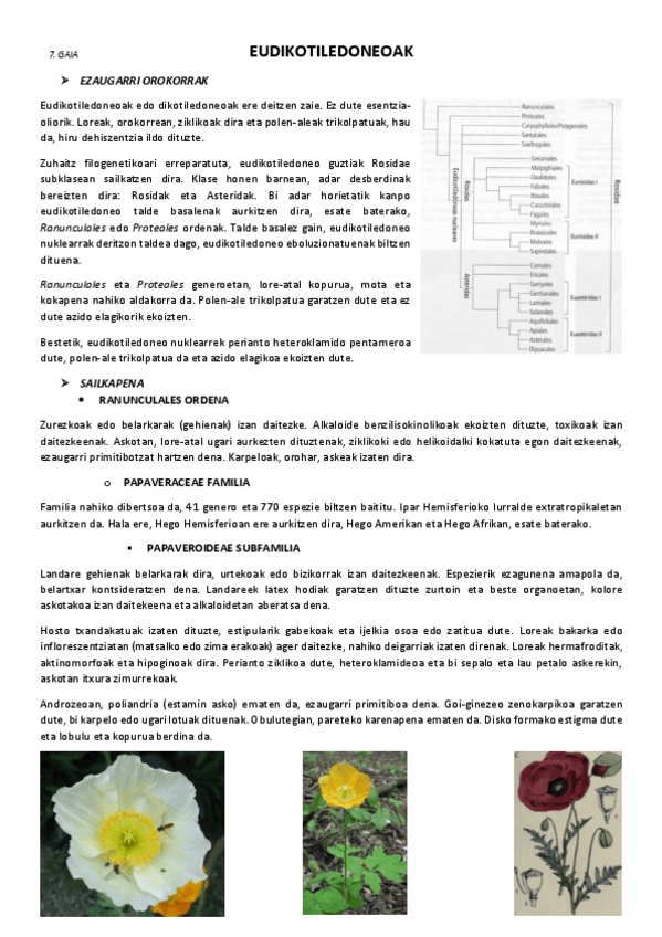 Miniatura del documento 7.-Eudikotiledoneoak.pdf