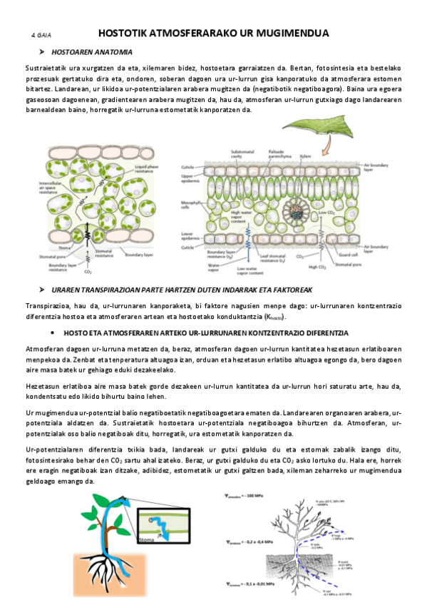 Miniatura del documento 4.-Hostotik-atmosferarako-ur-mugimendua.pdf