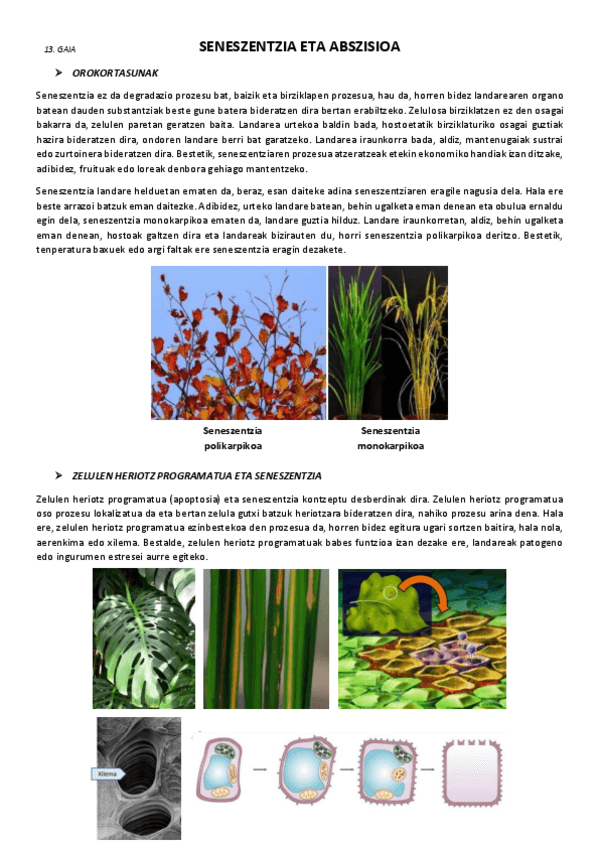Miniatura del documento 13.-Seneszentzia-eta-abszisioa.pdf
