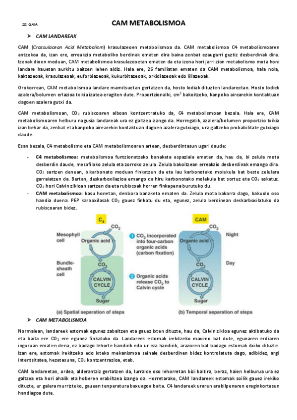 Miniatura del documento 10.-CAM-metabolismoa.pdf