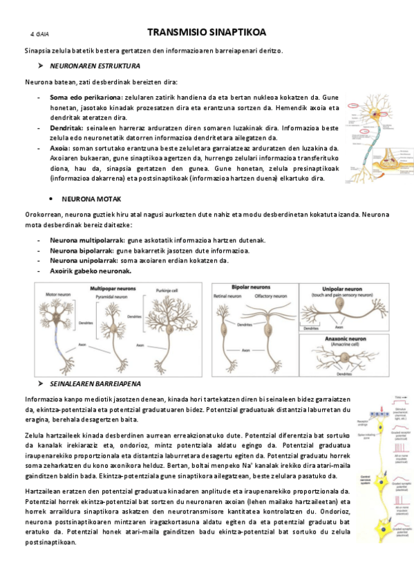 Miniatura del documento 4.-Transmisio-sinaptikoa.pdf