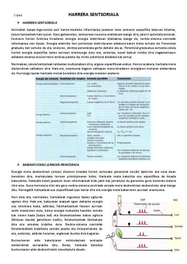 Miniatura del documento 7.-Harrera-sentsoriala.pdf