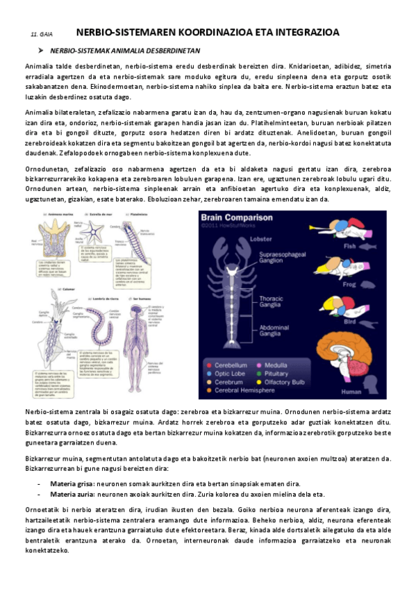 Miniatura del documento 11.-Nerbio-sistemaren-koordinazioa-eta-integrazioa.pdf