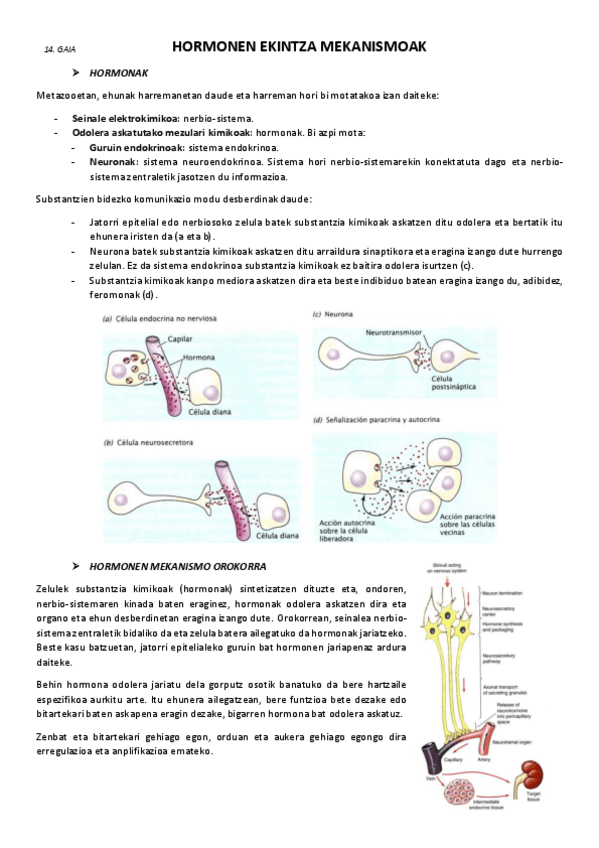 Miniatura del documento 14.-Hormonen-ekintza-mekanismoak.pdf