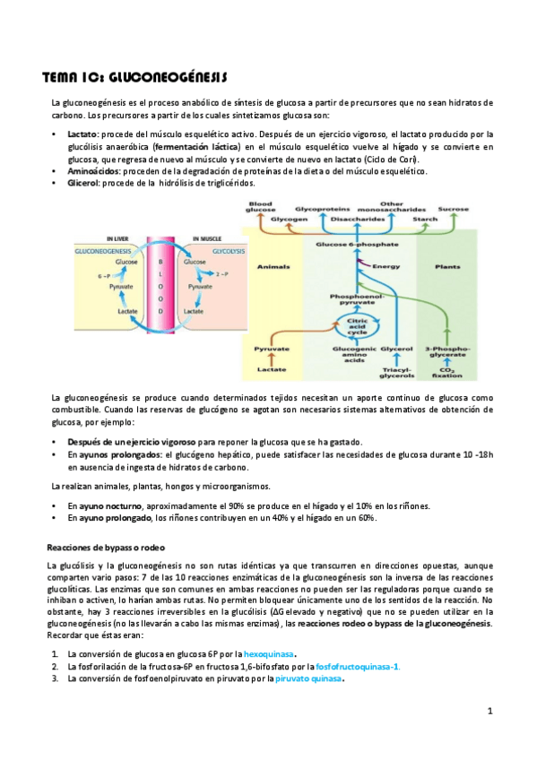 Miniatura del documento Tema-1C-Gluconeogenesis.pdf
