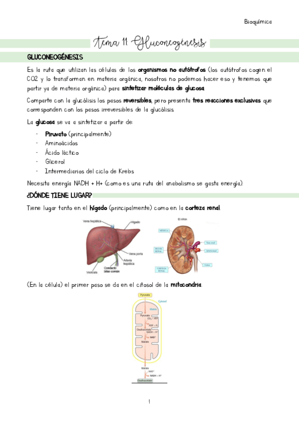 Miniatura del documento Tema-11.pdf