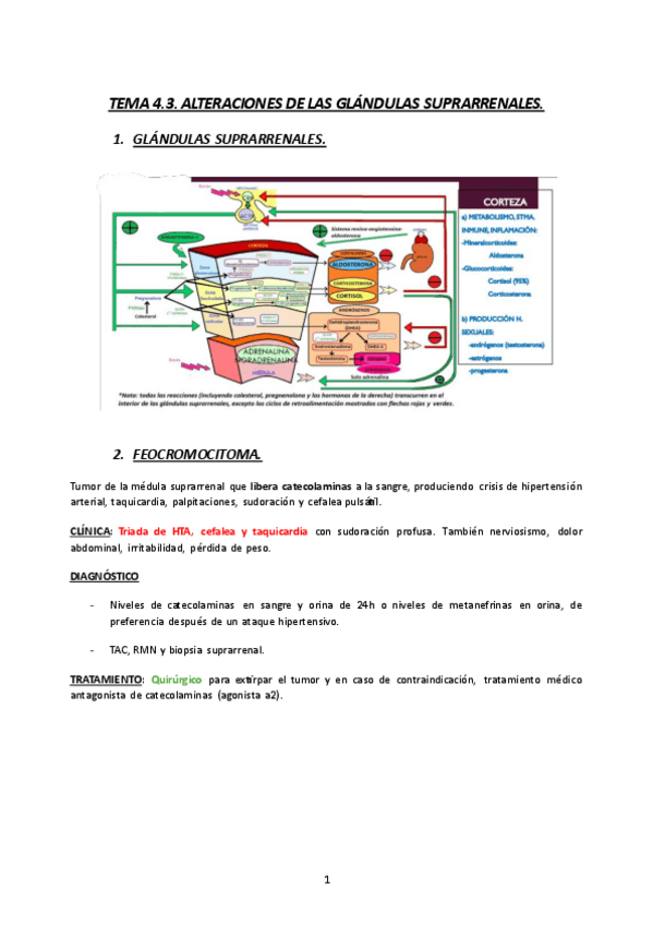 Miniatura del documento TEMA4.3.-MQ3-23-24-ALTERACIONES-DE-LAS-GLANDULAS-SUPRARRENALES.pdf