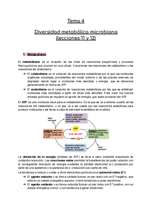 Miniatura del documento Temas-11-y-12-Microbiologia-Diversidad-metabolica-microbiana.pdf