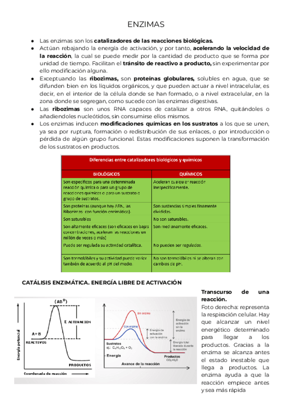 Miniatura del documento ENZIMAS.pdf