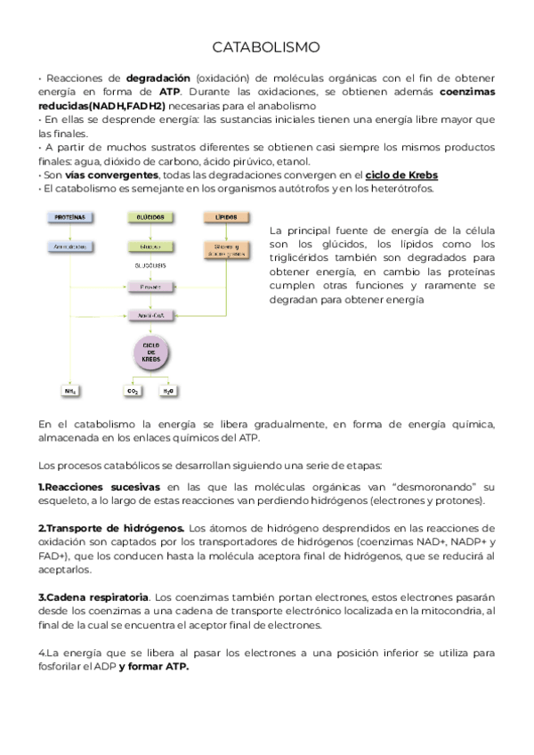 Miniatura del documento CATABOLISMO.pdf