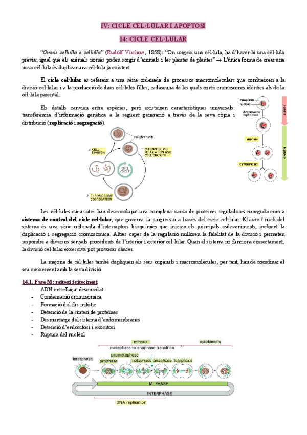 Miniatura del documento IV.-Cicle-cellular-i-apoptosi.pdf