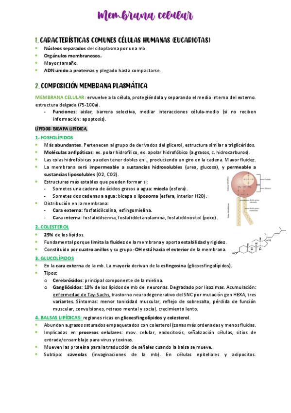 Miniatura del documento TEMA-1.-BASES-CELULARES.pdf